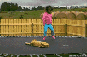 funny gif picture - cat doesn't give a damn