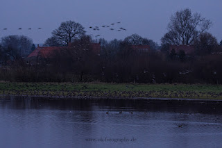 Naturfotografie Wildlifefotografie Lippeaue Olaf Kerber