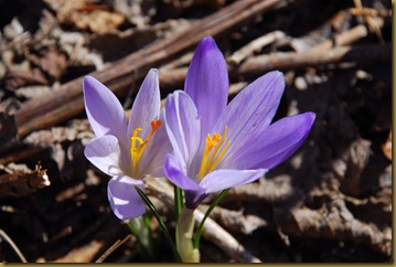 Crocus