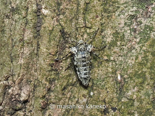 シモフリトゲエダシャク♀