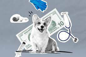 Pet insurance for dogs 