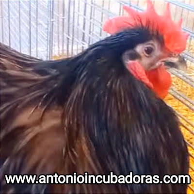 La raza de gallos y gallinas Orpington es una de las más populares y queridas en el mundo de la avicultura. Originaria de Inglaterra, fue desarrollada a fines del siglo XIX por William Cook en la localidad de Orpington, de donde obtiene su nombre.