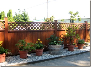 Carmen's Flowers and Plants