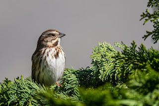 Ashy-crowned Sparrow Lark