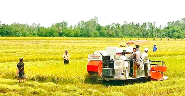 Liệu người nông dân có bị điêu đứng khi chính phủ tạm dừng xuất khẩu gạo