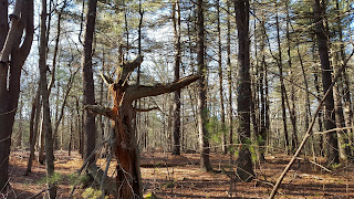 remnants of trees come in odd shapes