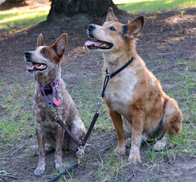 Heelers on dual leash