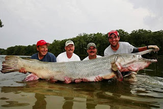 Alligator Gar Wild Animals