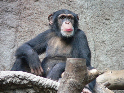 how smart is a chimpanzee