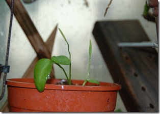 2013-03-03 自家花園 011