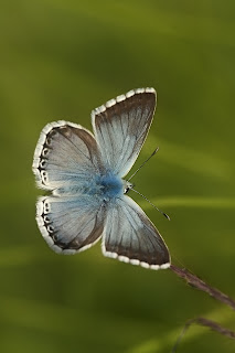 Para ampliar Polyommatus (Lysandra) hispana (Herrich-Schäffer, 1852), Macho anverso hacer clic