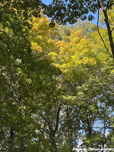 Golden leaves of fall blazed in spots of the tree canopy at Messenger Woods.