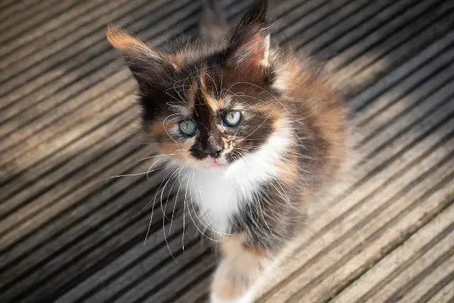 peut-on-donner-du-merlu-aux-chatons-maine-coon-1