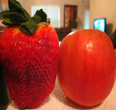  https://www.banggood.com/100Pcs-Giant-Red-Strawberry-Seeds-Rarest-Heirloom-Super-Giant-Japan-Strawber-Seeds-Garden-p-1117678.html?VU10125254322014040A