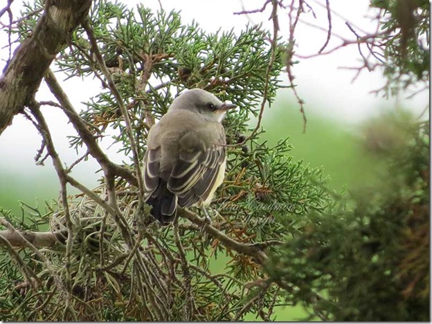Scissor-tailed_fledgling2