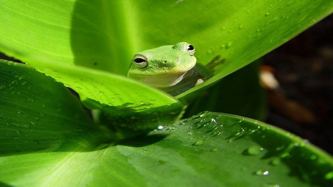 Frog HD Wallpaper 3