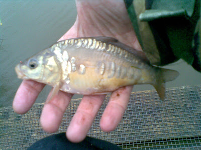 baby common carp. and common carp that in a