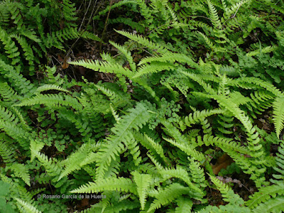 Palmilla (Blechnum hastatum)