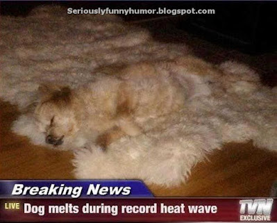 Breaking news - Dog melts during record heat wave - blends with carpet
