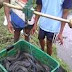 Peluang Usaha Budidaya Ikan Hias Di Indonesia