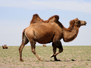 ¿Que contienen las jorobas de los camellos?