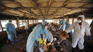 الهند تعلن عن أول وفاة بإنفلونزا الطيور