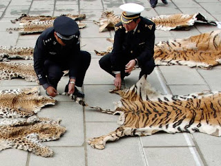 Chinese tiger slaughter