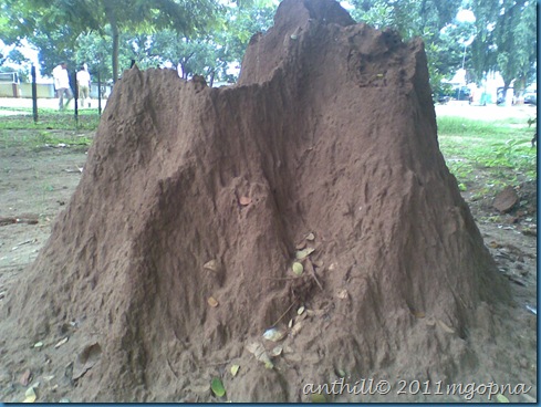 anthill
