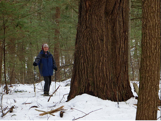 Monica Leverett at Grandfather Hemlock, Broad Brook