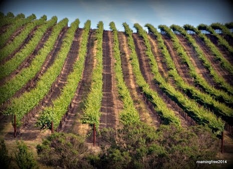Grapevines on the hill