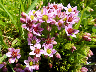 Sedum villosum - Hairy stonecrop - Purple stonecrop care and culture