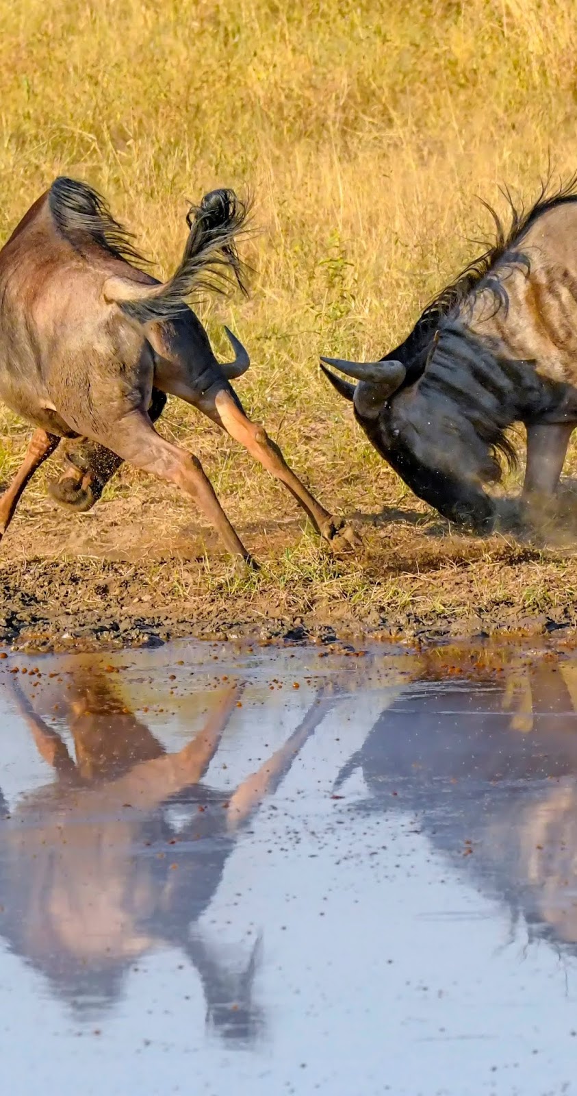 Male wildebeest fighting.