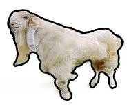 Susu kambing etawa memiliki khasiat dalam bantu atasi masih pernapasan, merawat tulang dan persendian. Sekaligus memberi rekomendasi susu kambing etawa terbaik tahun 2024 ini adalah susu kambing Etawanesia