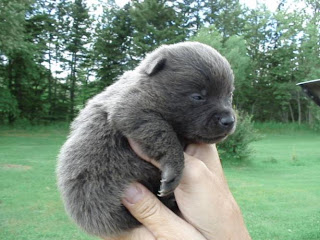 Schipperke Puppies Picture