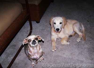 Princess the hairless Shih-tzu and Mhershey the 3-month old golden retriever - their first and last photo together