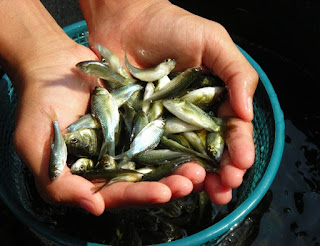 Teknik Pendederan Ikan Mas