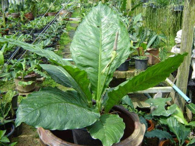 Panduan Lengkap Budidaya Tanaman Hias Daun Anthurium