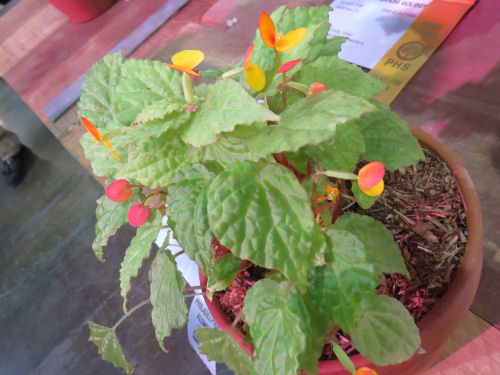 Philadelphia Flower Show 2020 - Begonia Caribbean Prince