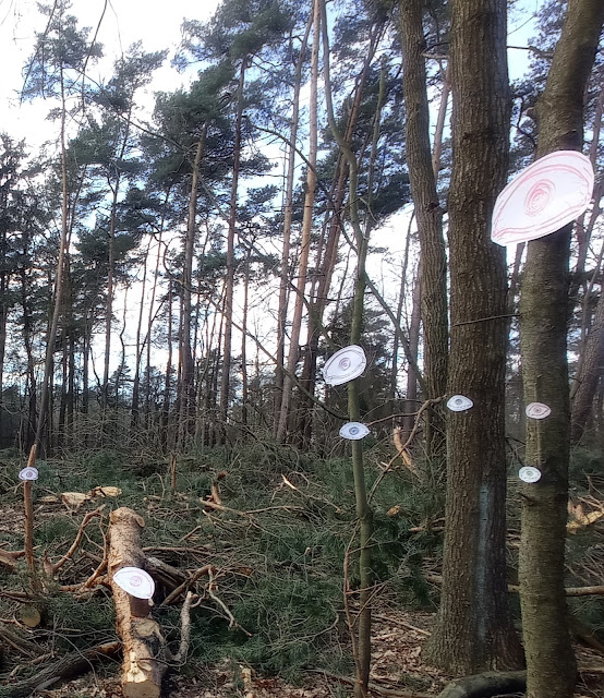 drzewa które wszystko widzą land art