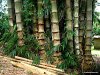Struktur Bambu  Kuat apa Tidak Home Design and Ideas