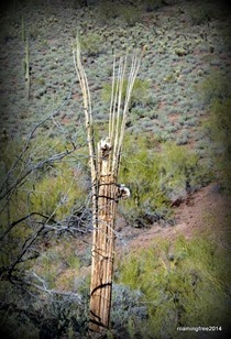 Saguaro Skeleton