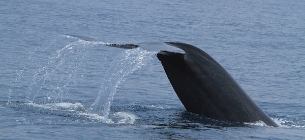 Blue Whales @ Mirissa Srilanka