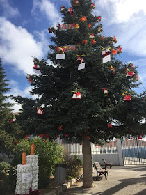 Pinsapo de la Plaza del Emigrante de Yunquera (Málaga). Autor de las fotografías: José Antonio Víquez.