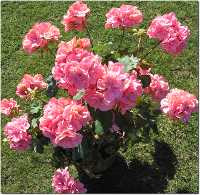 pelargonium in bloom