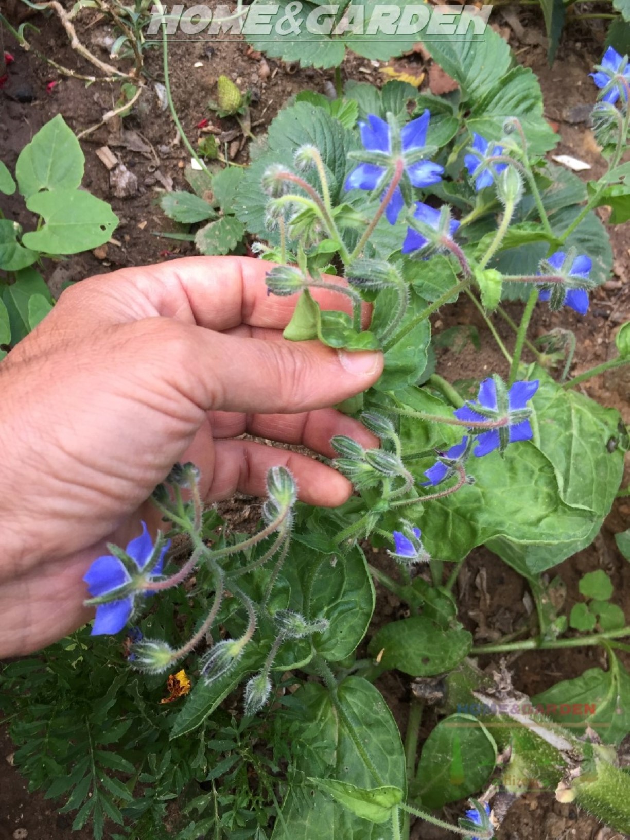 The benefits of borage are so many from repelling pests such as hornworms, attracting pollinators, until aiding any plants it is interplanted with, by increasing resistance to pests and disease. Borage has a reputation for improving the flavor and growth of strawberries.