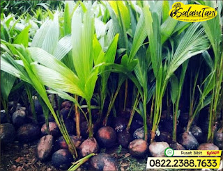 Bibit Kelapa Wulung, Bibit Kelapa Gading, Bibit Kelapa Hijau, Bibit Kelapa Unggul, Bibit Kelapa Kopyor Genjah, Bibit Kelapa Kopyor Hibrida Unggul