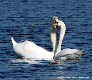 Mute Swans