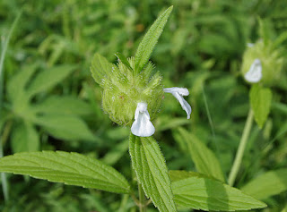 Leucas aspera