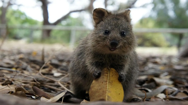 Cute Quokka