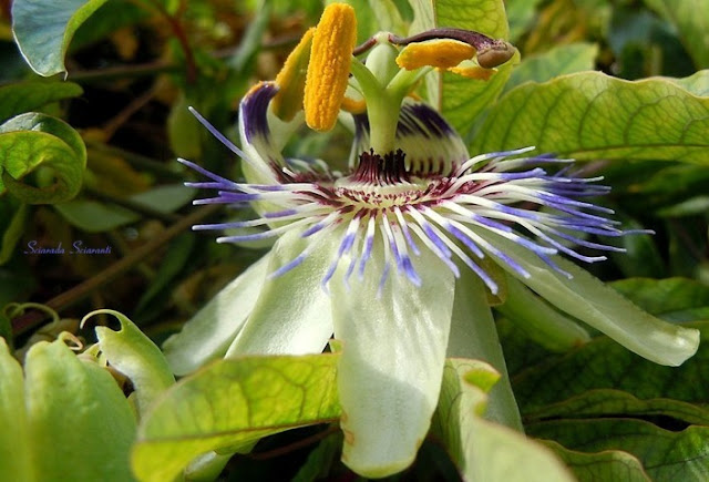 Passiflora - Il giardino segreto di Sasha